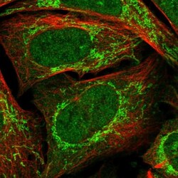 RG9MTD1 Antibody, Novus Biologicals:Antibodies:Primary Antibodies